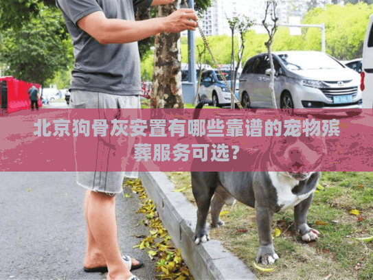 北京狗骨灰安置有哪些靠谱的宠物殡葬服务可选？