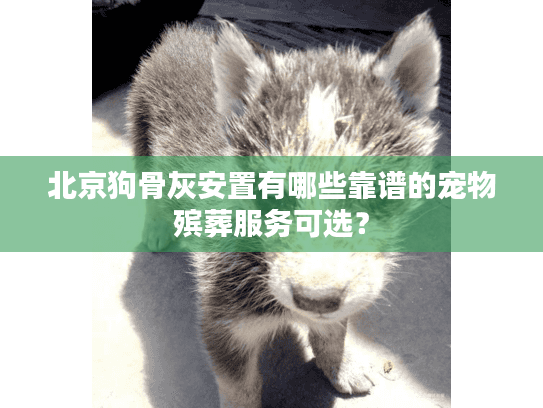 北京狗骨灰安置有哪些靠谱的宠物殡葬服务可选？
