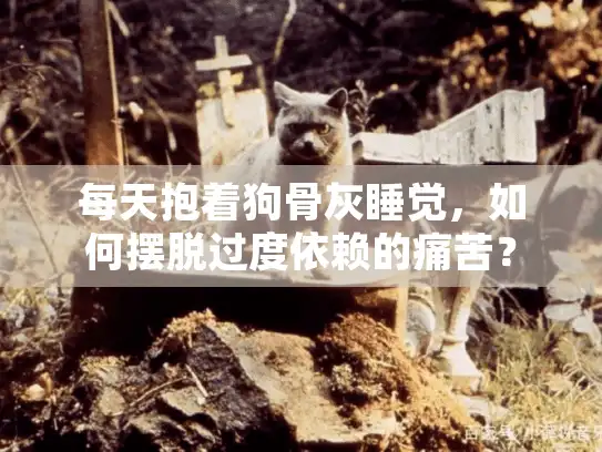 每天抱着狗骨灰睡觉，如何摆脱过度依赖的痛苦？