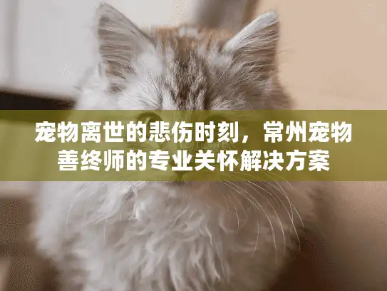 宠物离世的悲伤时刻，常州宠物善终师的专业关怀解决方案