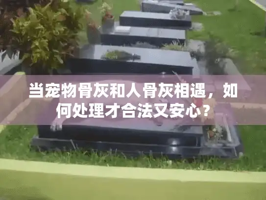 当宠物骨灰和人骨灰相遇，如何处理才合法又安心？