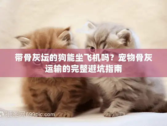 带骨灰坛的狗能坐飞机吗？宠物骨灰运输的完整避坑指南