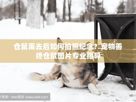 仓鼠离去后如何拍照纪念？宠物善终仓鼠图片专业指导