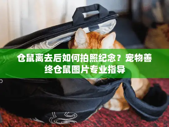 仓鼠离去后如何拍照纪念？宠物善终仓鼠图片专业指导