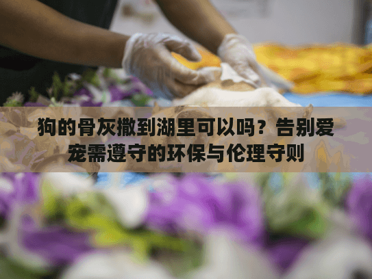 狗的骨灰撒到湖里可以吗？告别爱宠需遵守的环保与伦理守则