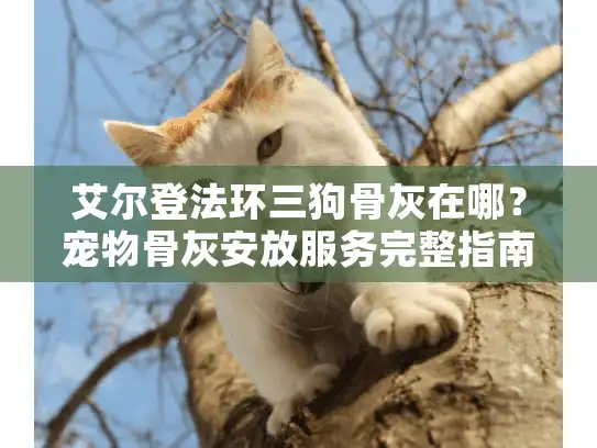 艾尔登法环三狗骨灰在哪？宠物骨灰安放服务完整指南