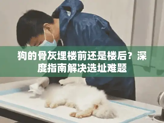 狗的骨灰埋楼前还是楼后？深度指南解决选址难题