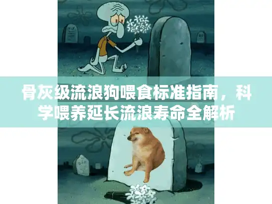 骨灰级流浪狗喂食标准指南，科学喂养延长流浪寿命全解析