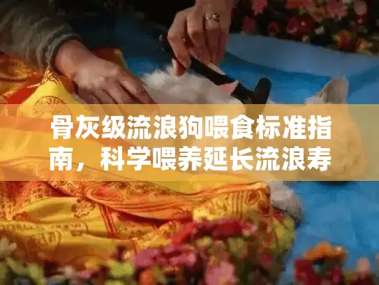 骨灰级流浪狗喂食标准指南，科学喂养延长流浪寿命全解析