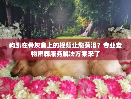 狗趴在骨灰盒上的视频让您落泪?专业宠物殡葬服务解决方案来了 狗趴在骨灰盒上的视频让您落泪?专业宠物殡葬服务解决方案来了
