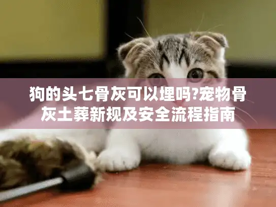 狗的头七骨灰可以埋吗?宠物骨灰土葬新规及安全流程指南