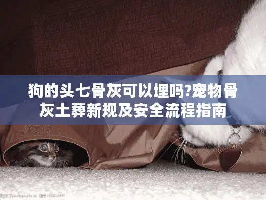 狗的头七骨灰可以埋吗?宠物骨灰土葬新规及安全流程指南