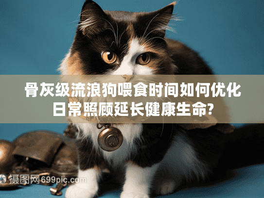 骨灰级流浪狗喂食时间如何优化日常照顾延长健康生命?