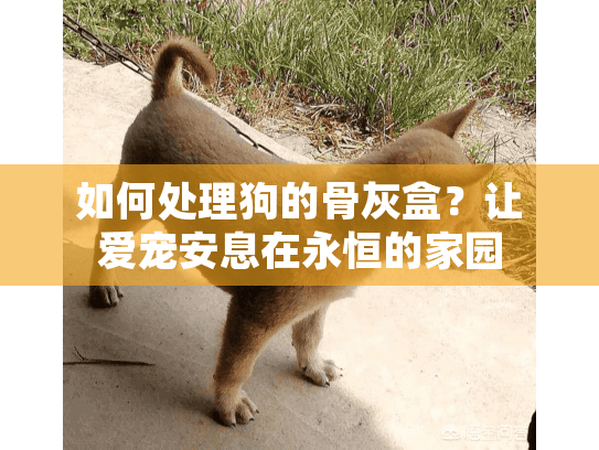 如何处理狗的骨灰盒？让爱宠安息在永恒的家园