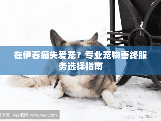 在伊春痛失爱宠?专业宠物善终服务选择指南 在伊春痛失爱宠?专业宠物善终服务选择指南