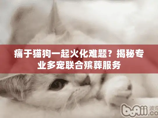 痛于猫狗一起火化难题？揭秘专业多宠联合殡葬服务