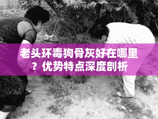 老头环毒狗骨灰好在哪里？优势特点深度剖析