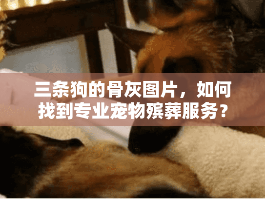 三条狗的骨灰图片，如何找到专业宠物殡葬服务？