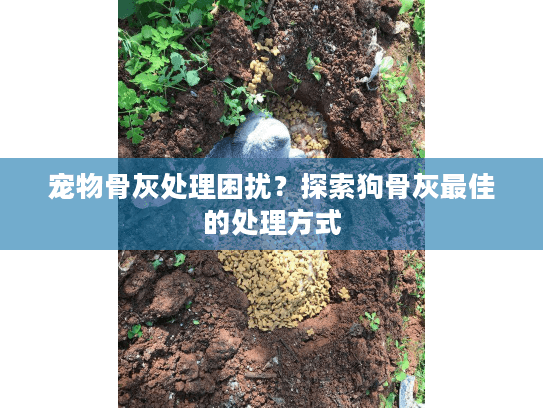 宠物骨灰处理困扰?探索狗骨灰最佳的处理方式 宠物骨灰处理困扰?探索狗骨灰最佳的处理方式