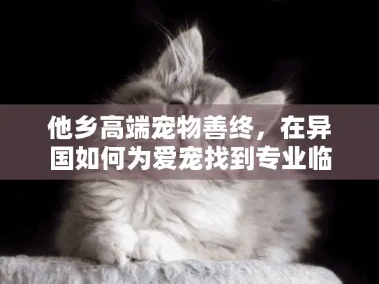 他乡高端宠物善终，在异国如何为爱宠找到专业临终关怀服务？