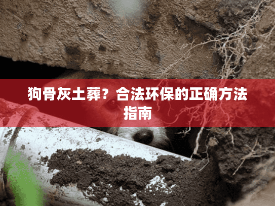 狗骨灰土葬?合法环保的正确方法指南 狗骨灰土葬?合法环保的正确方法指南