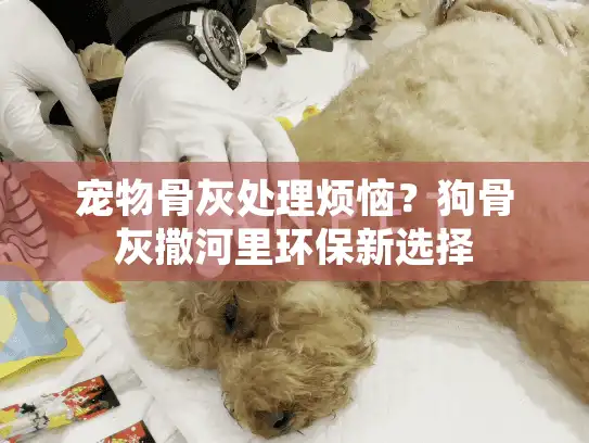 宠物骨灰处理烦恼？狗骨灰撒河里环保新选择