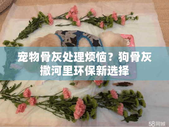 宠物骨灰处理烦恼？狗骨灰撒河里环保新选择