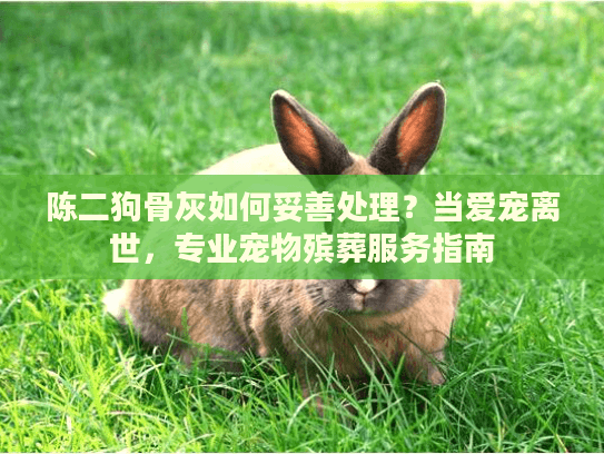 陈二狗骨灰如何妥善处理？当爱宠离世，专业宠物殡葬服务指南