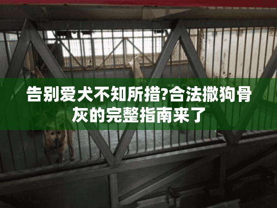 告别爱犬不知所措?合法撒狗骨灰的完整指南来了