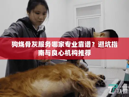 狗烧骨灰服务哪家专业靠谱？避坑指南与良心机构推荐