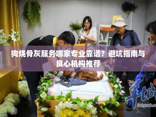 狗烧骨灰服务哪家专业靠谱？避坑指南与良心机构推荐