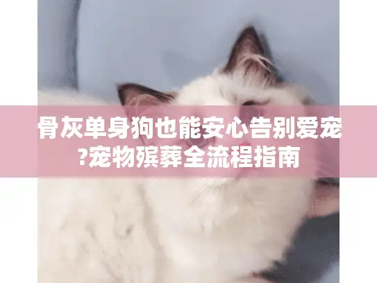 骨灰单身狗也能安心告别爱宠?宠物殡葬全流程指南 骨灰单身狗也能安心告别爱宠?宠物殡葬全流程指南