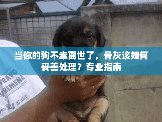 当你的狗不幸离世了，骨灰该如何妥善处理？专业指南