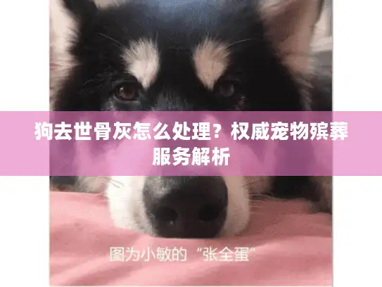 狗去世骨灰怎么处理？权威宠物殡葬服务解析