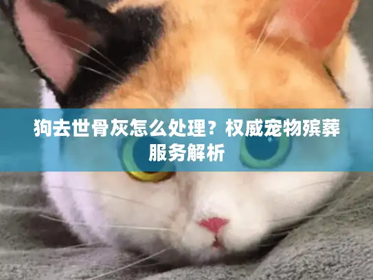 狗去世骨灰怎么处理？权威宠物殡葬服务解析