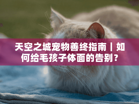 天空之城宠物善终指南｜如何给毛孩子体面的告别？