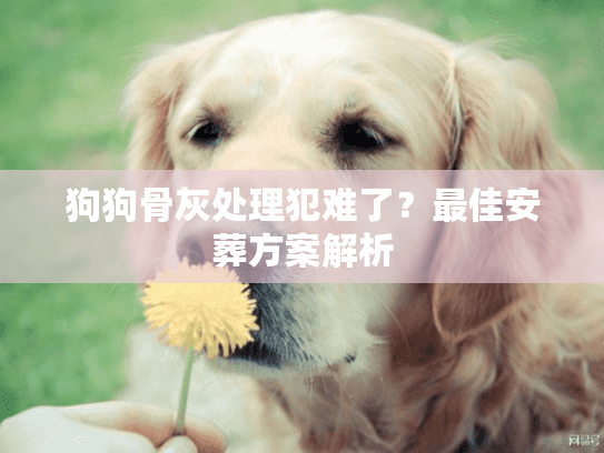 狗狗骨灰处理犯难了？最佳安葬方案解析