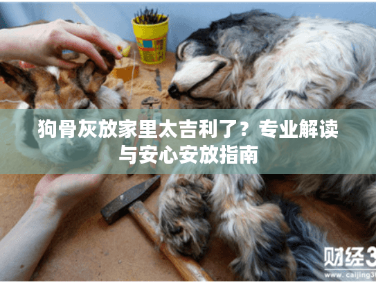 狗骨灰放家里太吉利了？专业解读与安心安放指南