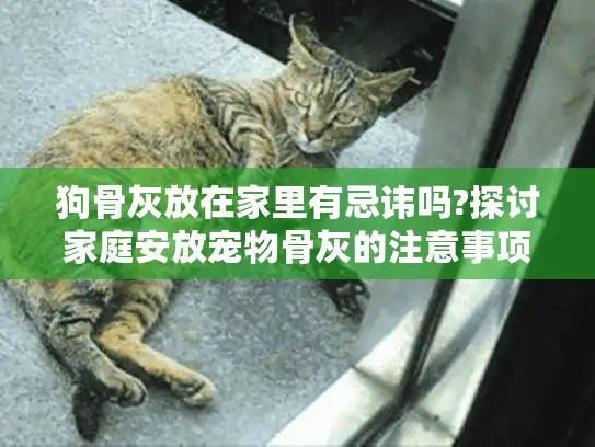 狗骨灰放在家里有忌讳吗?探讨家庭安放宠物骨灰的注意事项