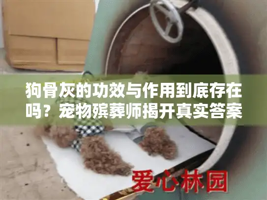 狗骨灰的功效与作用到底存在吗？宠物殡葬师揭开真实答案
