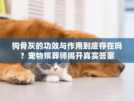 狗骨灰的功效与作用到底存在吗？宠物殡葬师揭开真实答案