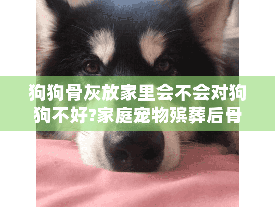 狗狗骨灰放家里会不会对狗狗不好?家庭宠物殡葬后骨灰存放影响解析