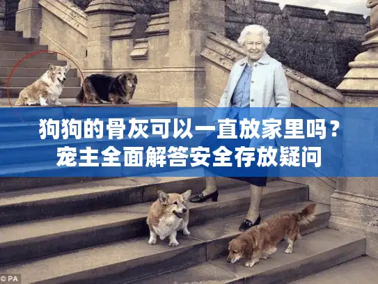 狗狗的骨灰可以一直放家里吗？宠主全面解答安全存放疑问