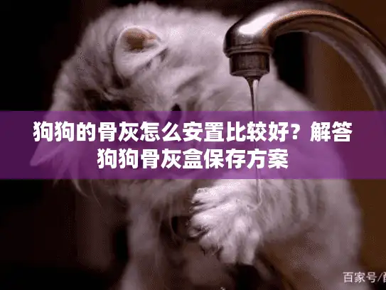 狗狗的骨灰怎么安置比较好？解答狗狗骨灰盒保存方案