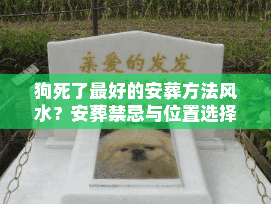 狗死了最好的安葬方法风水？安葬禁忌与位置选择全解析