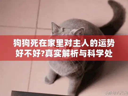 狗狗死在家里对主人的运势好不好?真实解析与科学处理建议