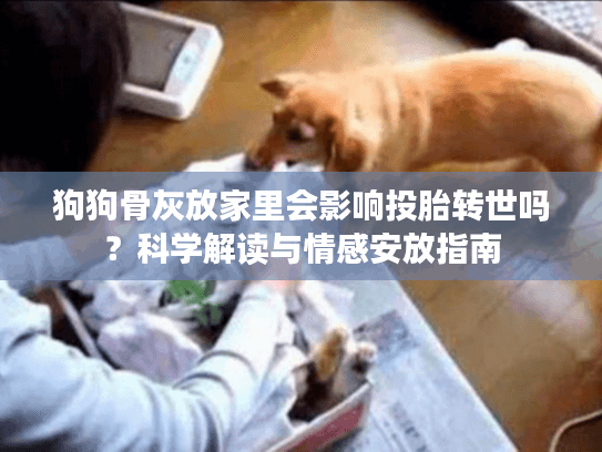 狗狗骨灰放家里会影响投胎转世吗？科学解读与情感安放指南