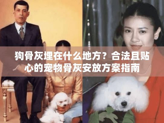 狗骨灰埋在什么地方？合法且贴心的宠物骨灰安放方案指南