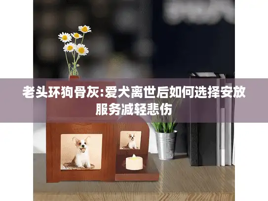 老头环狗骨灰:爱犬离世后如何选择安放服务减轻悲伤