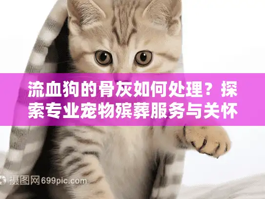 流血狗的骨灰如何处理？探索专业宠物殡葬服务与关怀选项